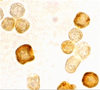 CFLAR Antibody