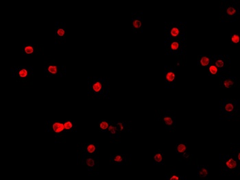 CFLAR Antibody