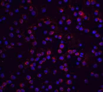 CFLAR Antibody