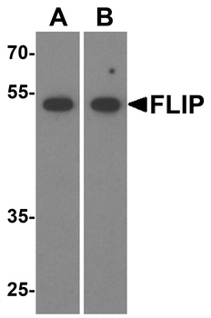 FLIP Antibody
