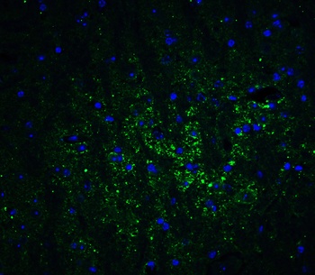 GABARAPL2 Antibody