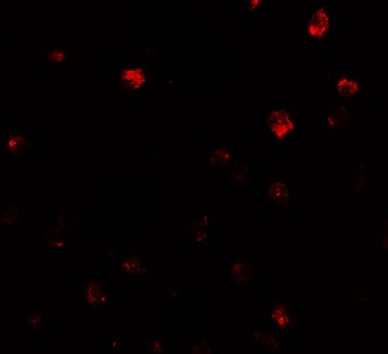 NDST2 Antibody