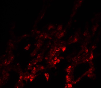 NDFIP1 Antibody