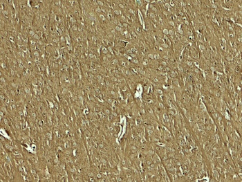 NAP1L5 Antibody