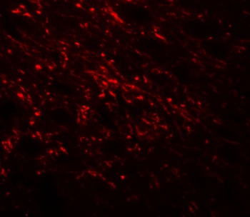 NAP1L5 Antibody