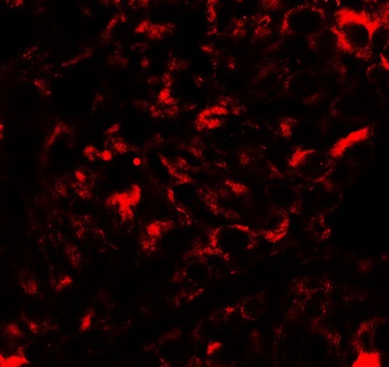 Nanos2 Antibody
