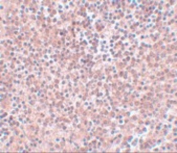 NANOG Antibody