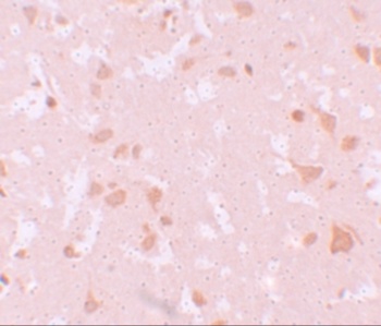 NLRP7 Antibody