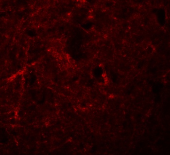 NALP7 Antibody