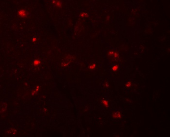 NLRP6 Antibody