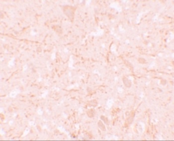 NLRP12 Antibody