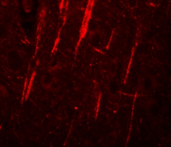 NALP12 Antibody