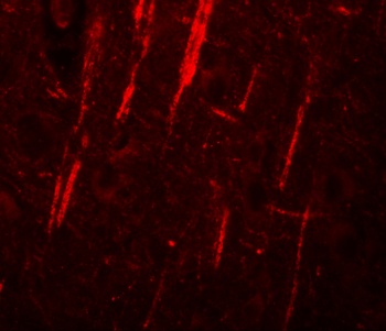 NLRP12 Antibody