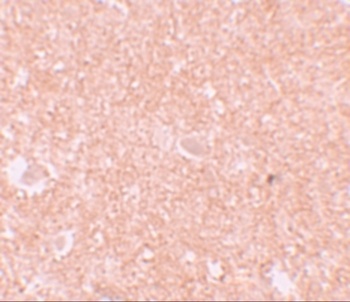 NALP10 Antibody