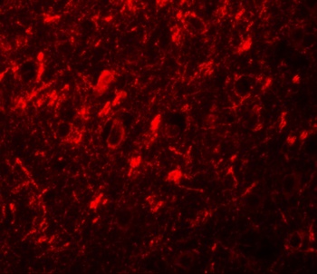 NALP10 Antibody