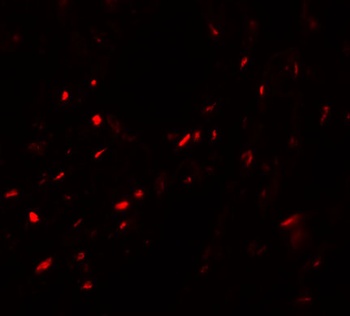 MYOZAP Antibody