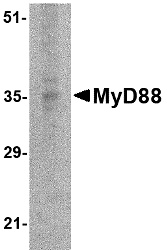 MYD88 Antibody