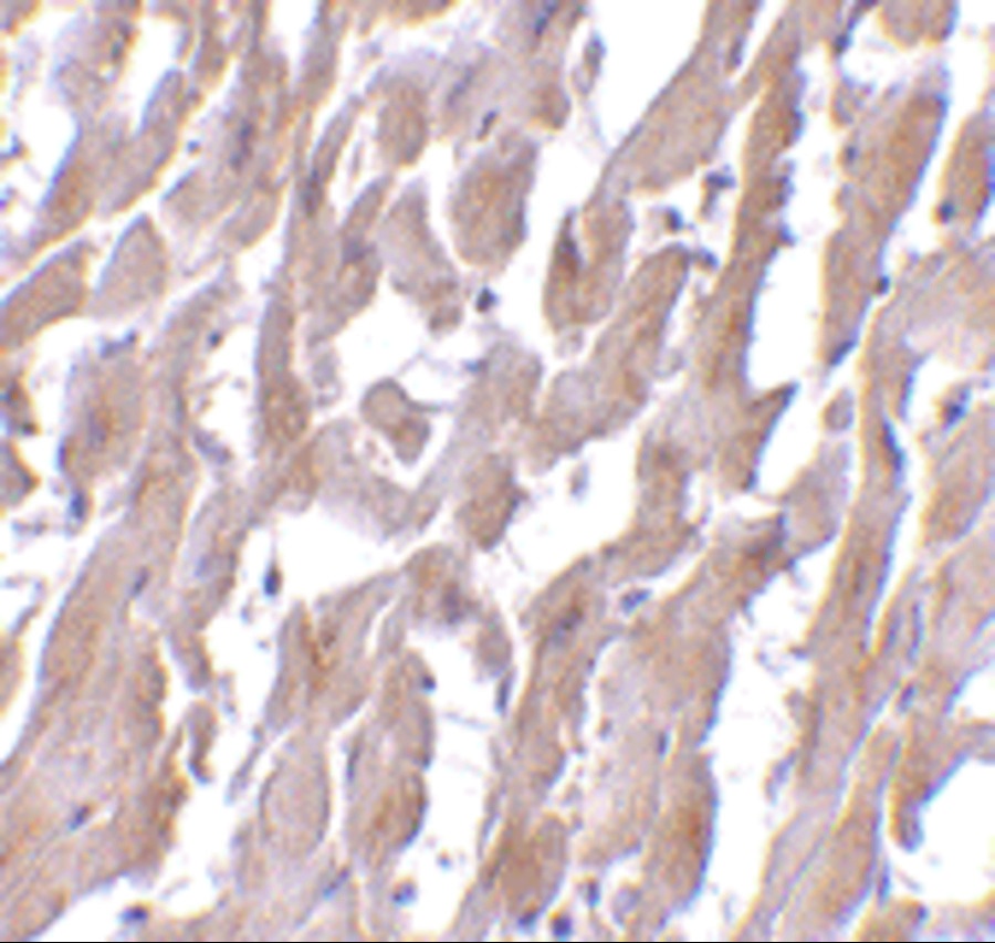 MYD88 Antibody