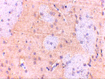 GPAT1 Antibody