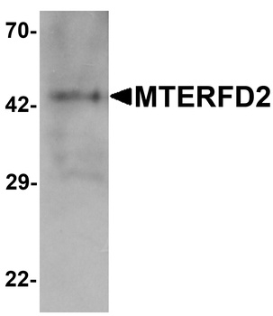 MTERFD2 Antibody