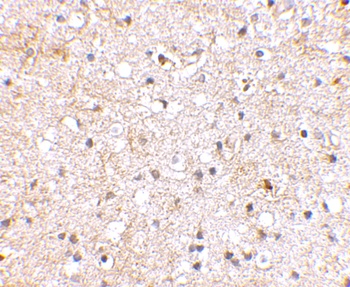 Grik1 Antibody