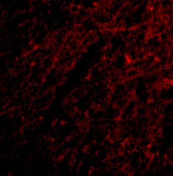 Grik1 Antibody