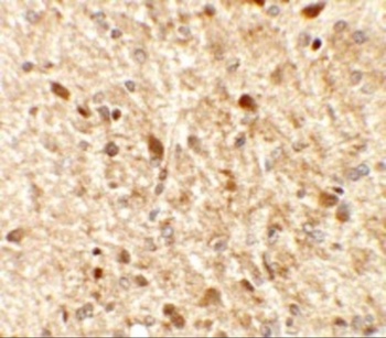 MS4A6A Antibody