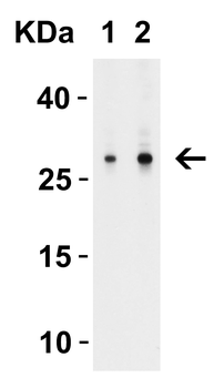 MEOX1 Antibody