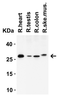 MEOX1 Antibody