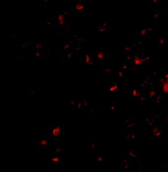 MORF4 Antibody