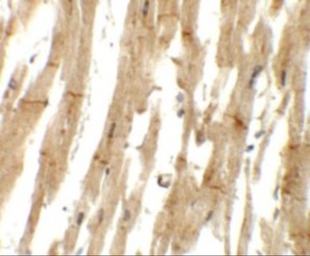 MLIP Antibody