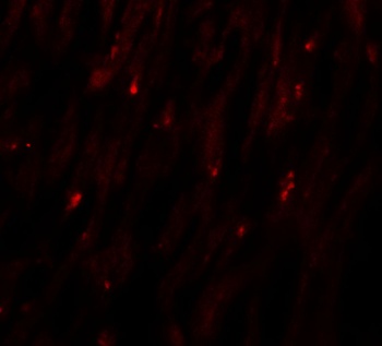 MLIP Antibody
