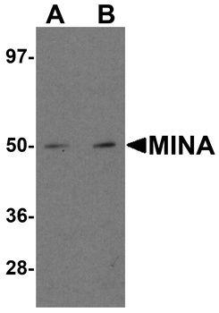 MINA Antibody