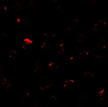 MIB1 Antibody