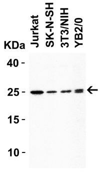 HMGB1 Antibody