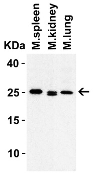 HMGB1 Antibody