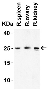 HMGB1 Antibody