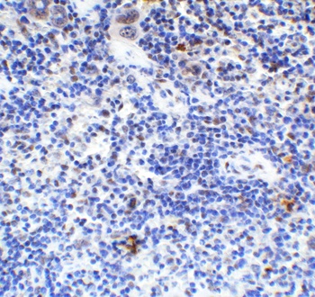 HMGB1 Antibody