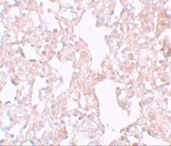 MFSD1 Antibody
