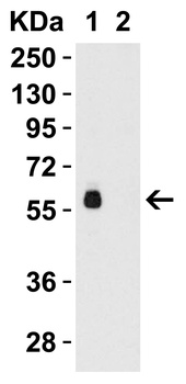 Ripk3 Antibody