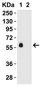 hRIP3 Antibody