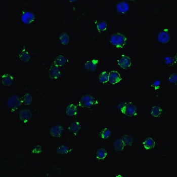 hRIP3 Antibody