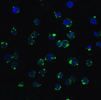 Ripk3 Antibody