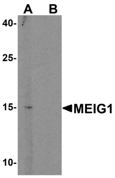 MEIG1 Antibody