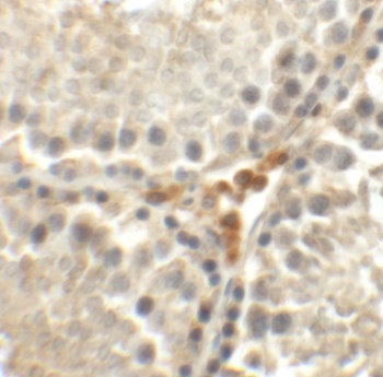 MEIG1 Antibody