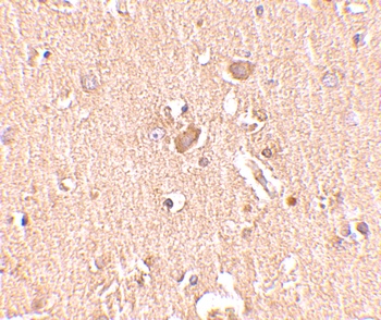 MED28 Antibody