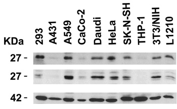 IFNB1 Antibody