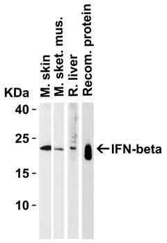 IFNB1 Antibody