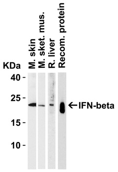 IFN-beta Antibody