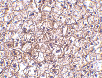 IFNB1 Antibody